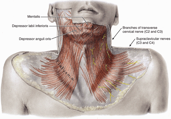 platysma