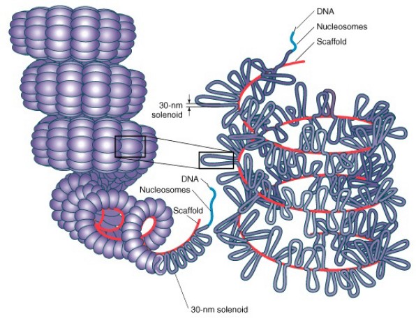 packed-DNA