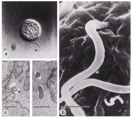 Bb-intracellular