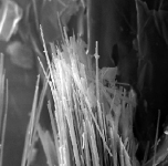 asbestos-fibres