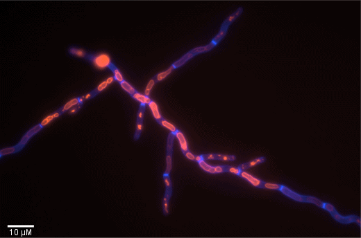 candida-chitin-fluorescence