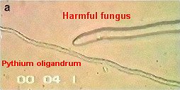 pythium-oligandrum1